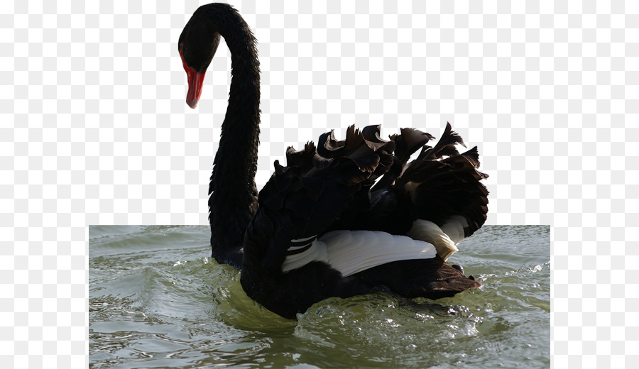 Cisne Negro，Pájaro PNG