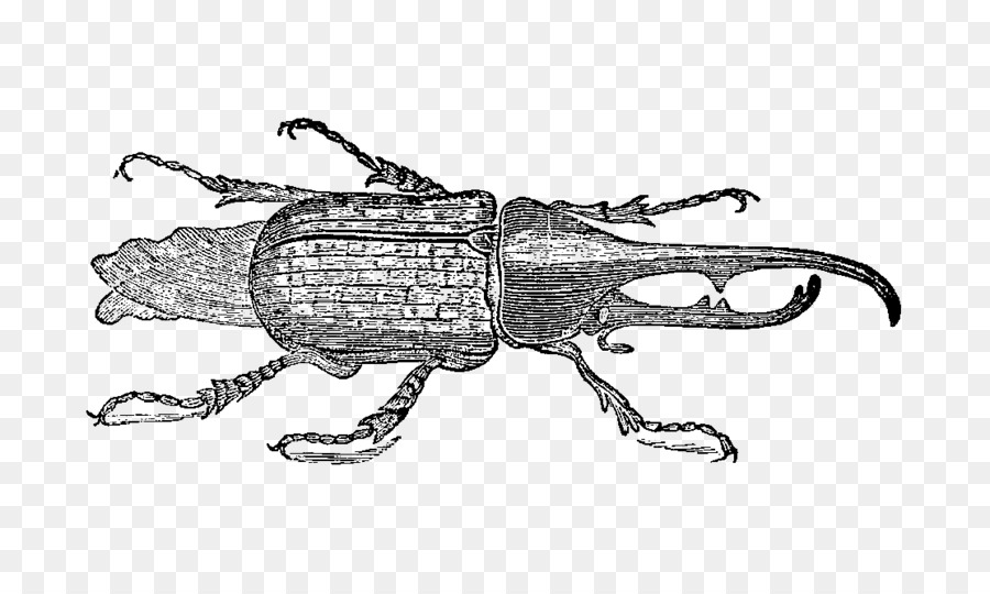 Escarabajo，Picudo PNG