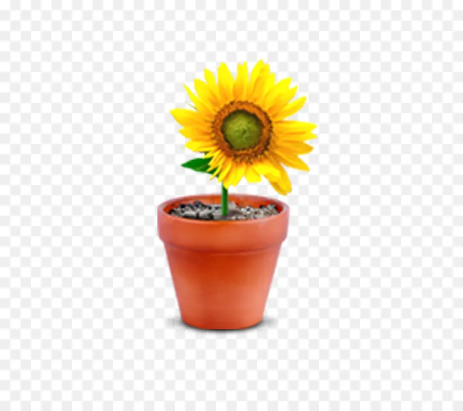 Común De Girasol，Maceta PNG