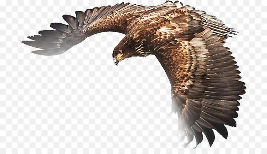 águila，Descargar PNG