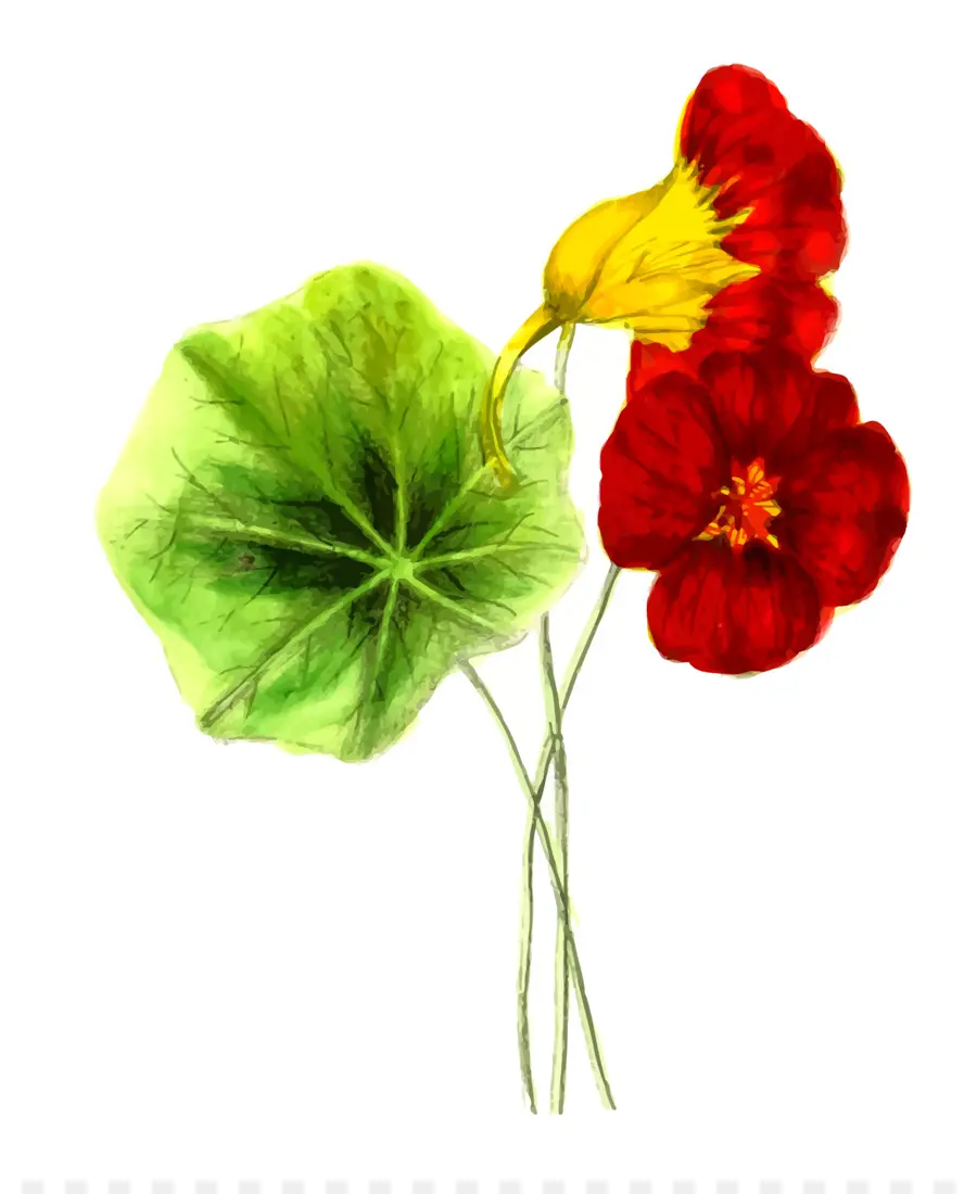 Tropaeolum，Flor PNG