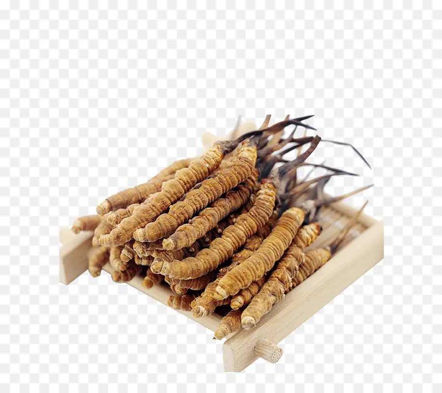 Cordyceps，Champiñón PNG