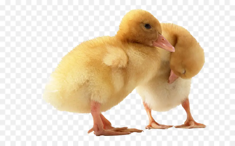 Patitos，Amarillo PNG