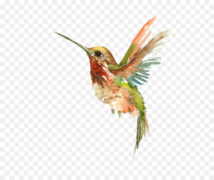 Colibrí，Pintura De Acuarela PNG