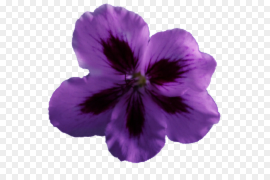 El Geranio，Flor PNG