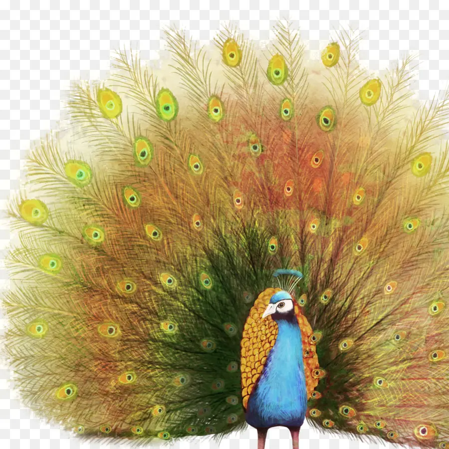 Pavo Real，Plumas PNG