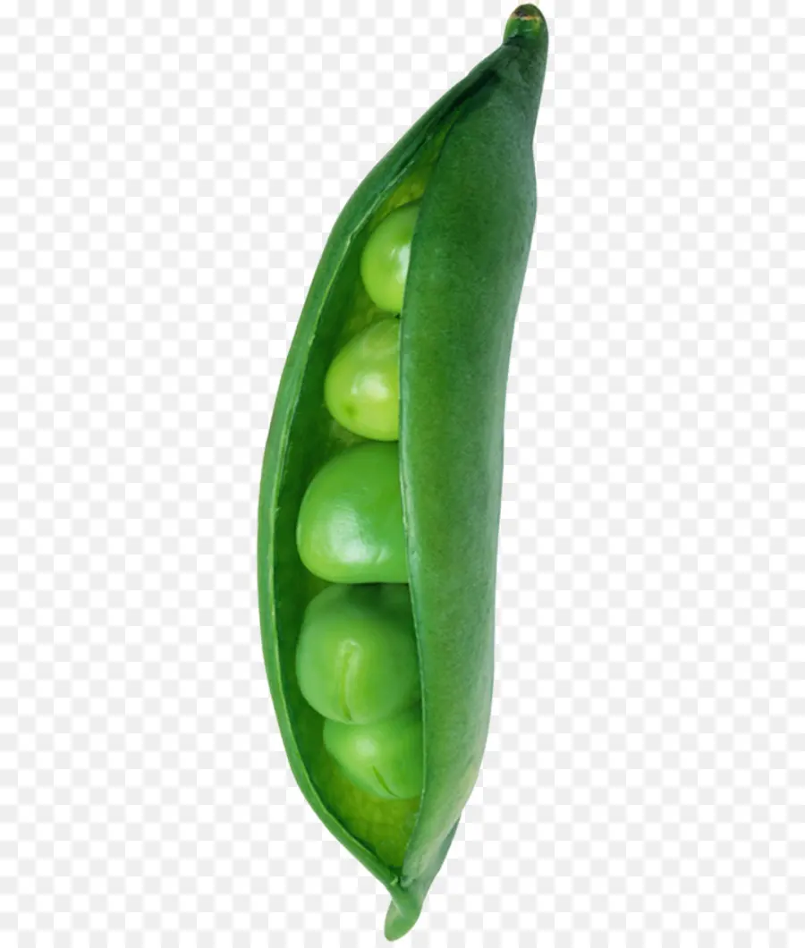 Snow Pea，Verde PNG