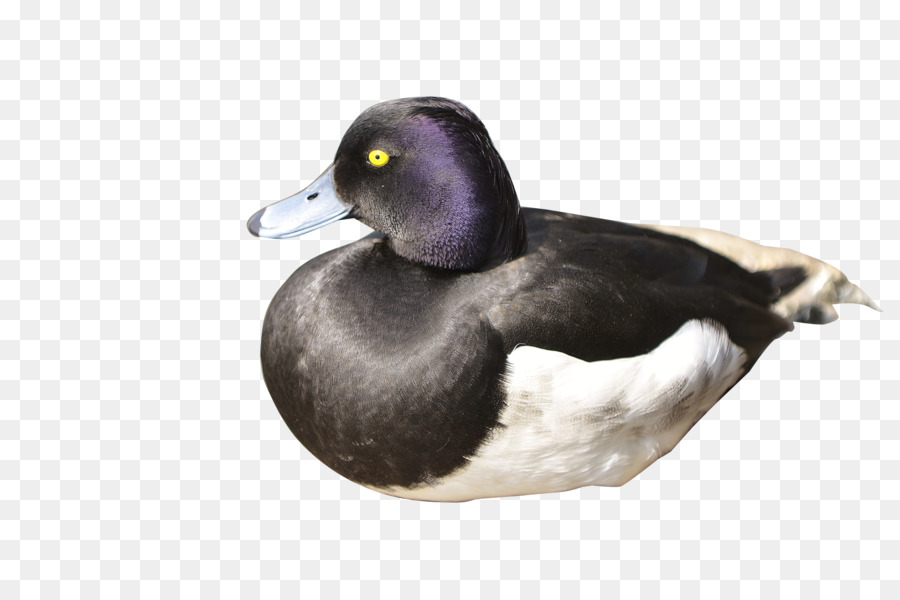 El ánade Real，Pato PNG