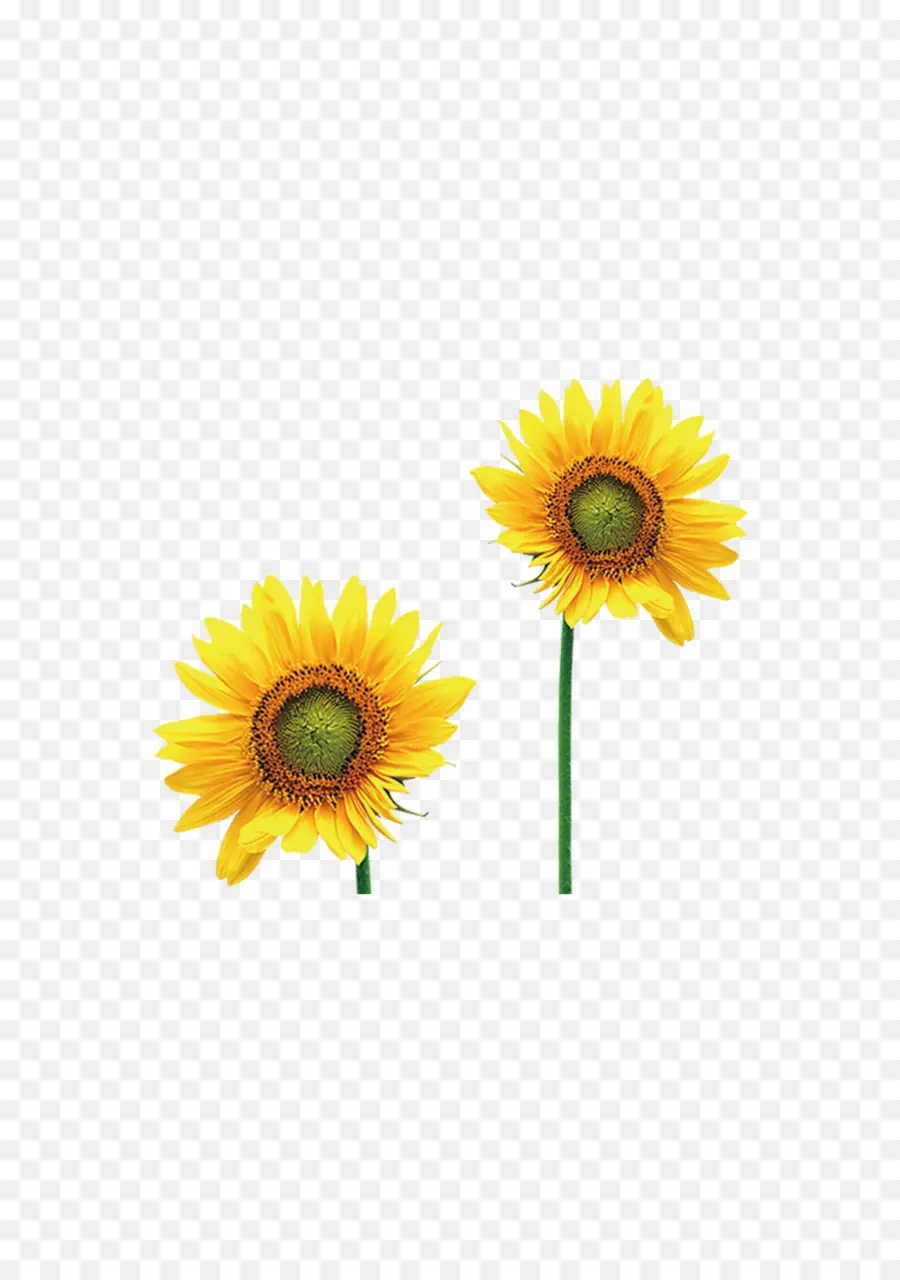 Girasoles，Amarillo PNG