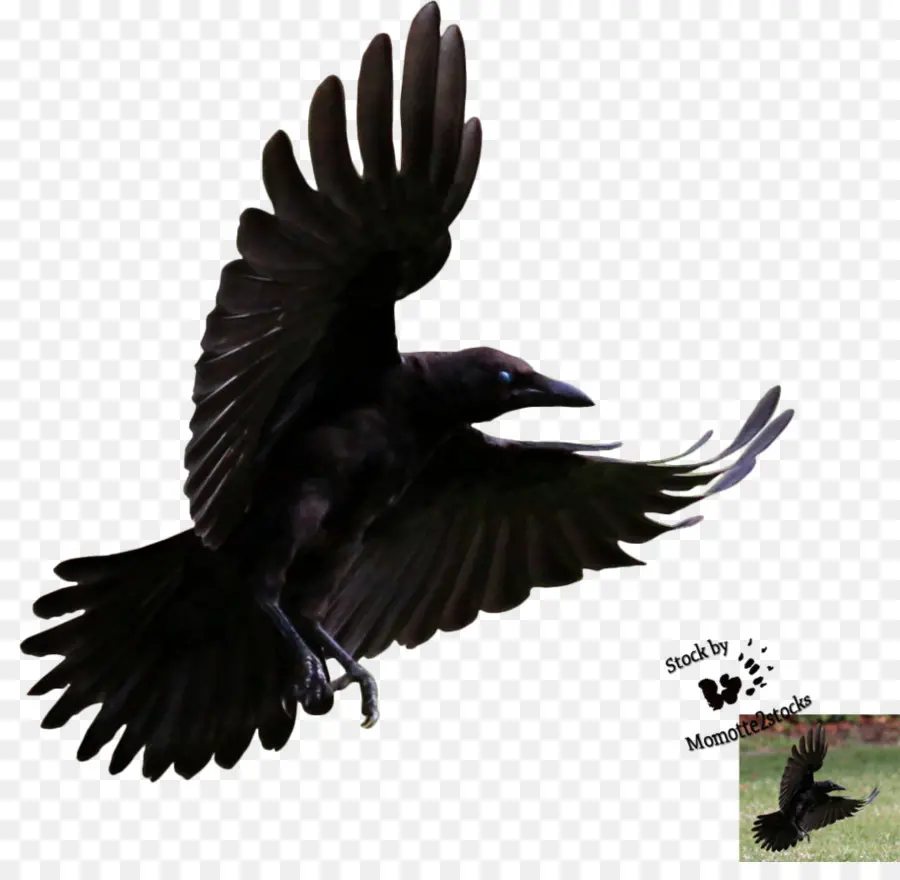 Común Raven，Pájaro PNG