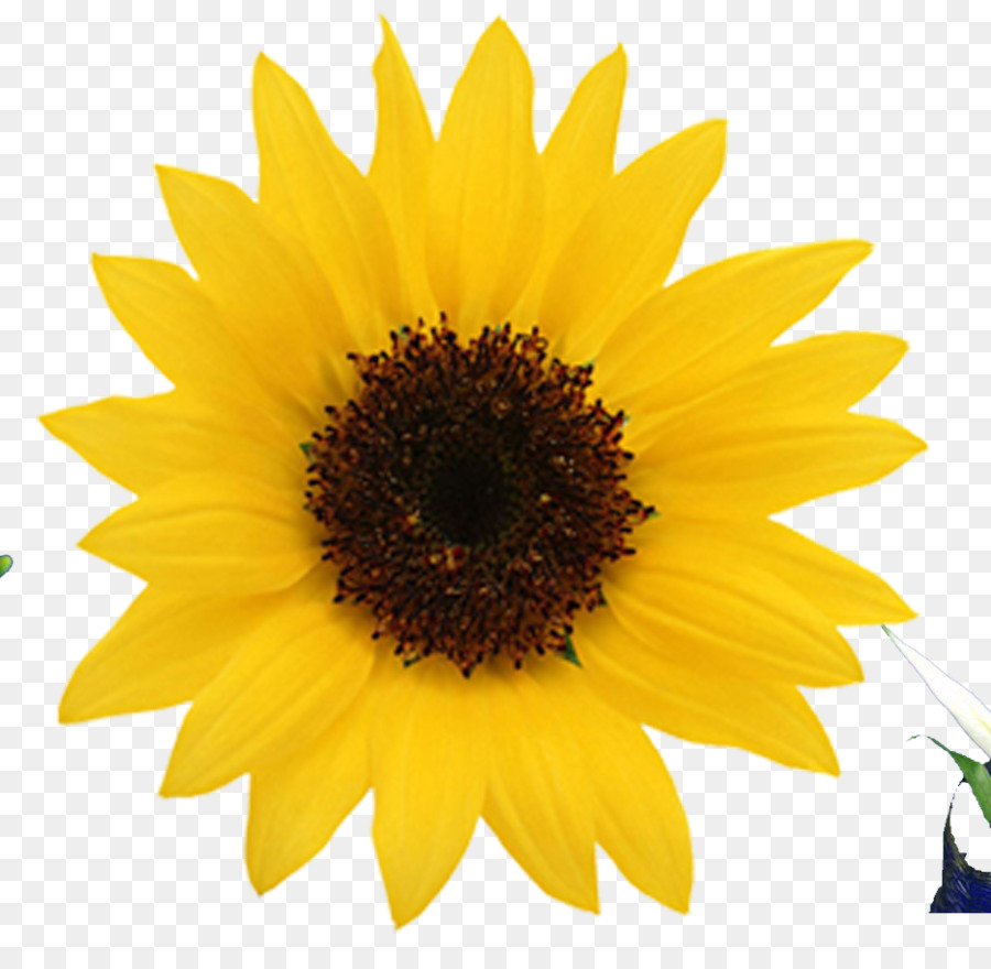 Girasol，Amarillo PNG