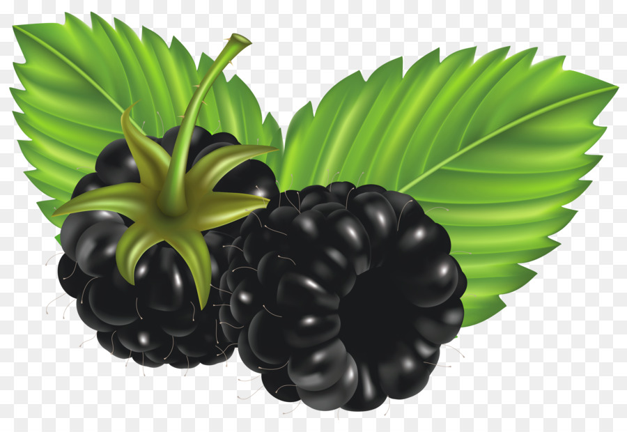 Berry，Blackberry PNG