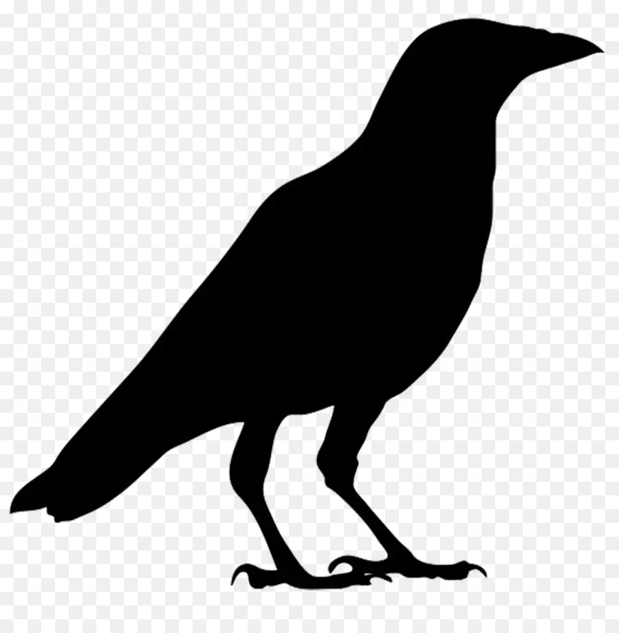 American Cuervo，Común Raven PNG