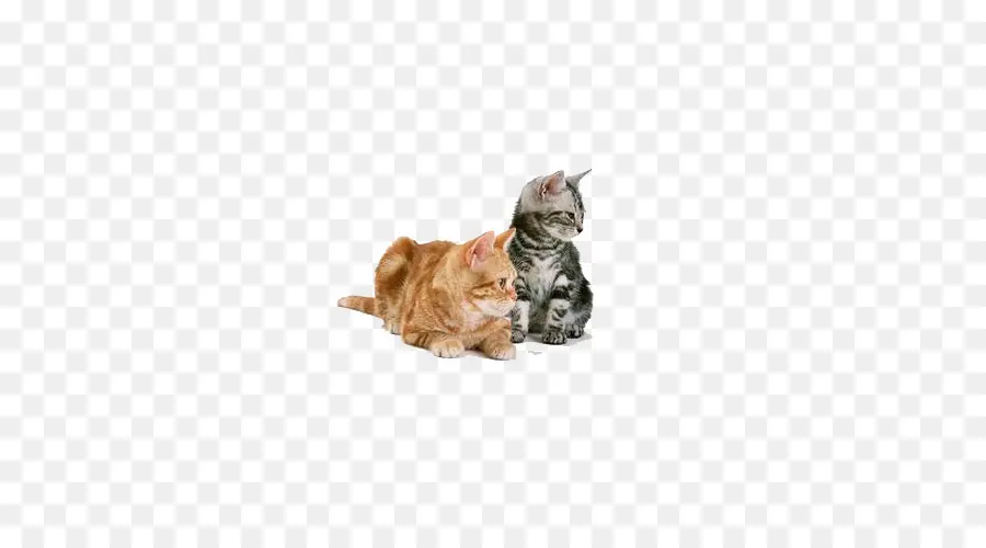 American Shorthair，British Shorthair PNG