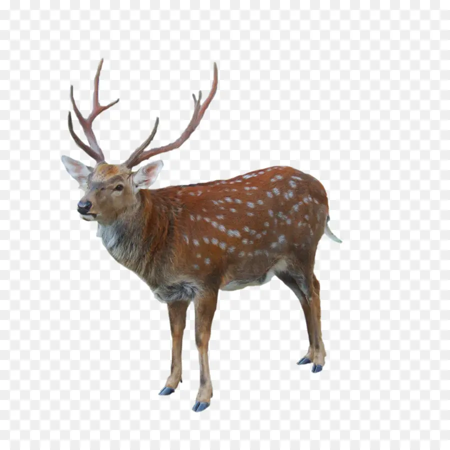 Ciervo，Fauna PNG