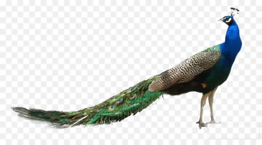 Pavo Real，Pluma PNG