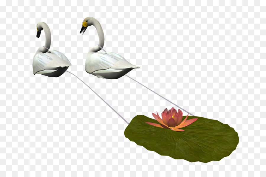 Pájaro，Cisne De Tundra PNG