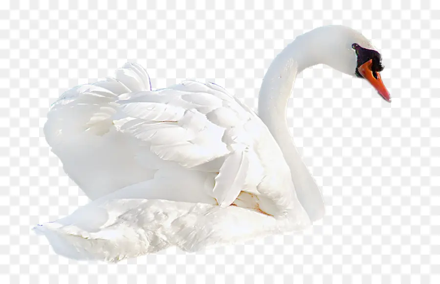 Cisne Blanco，Pájaro PNG