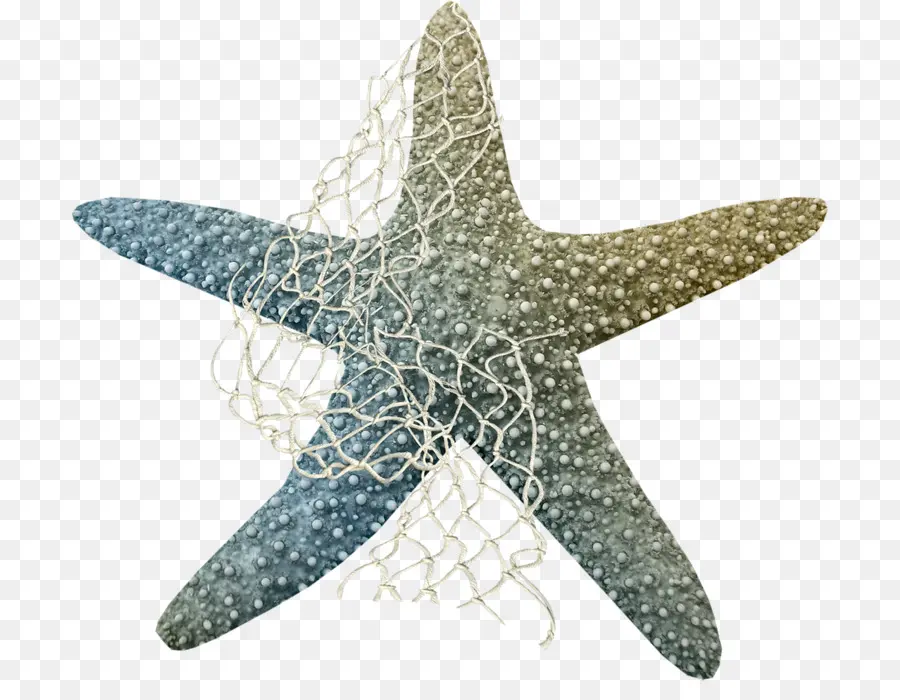 Estrella De Mar，Mar PNG