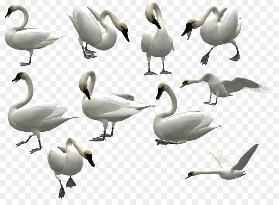 Cisnes，Cisne PNG