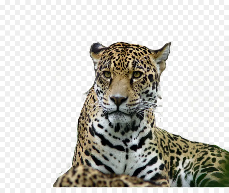 Leopardo，Felino De Gran Tamaño PNG