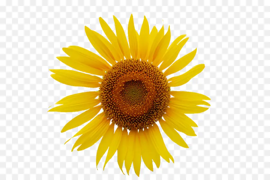 Común De Girasol，Royaltyfree PNG