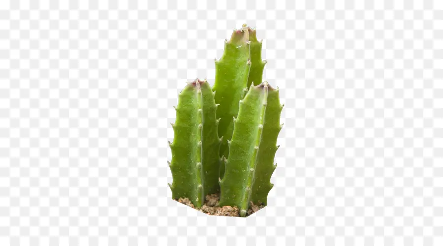 Cactus，Verde PNG