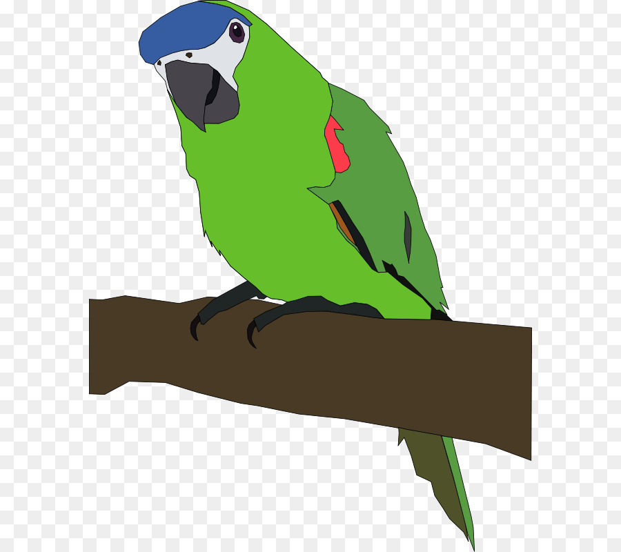 Loro，Pájaro PNG