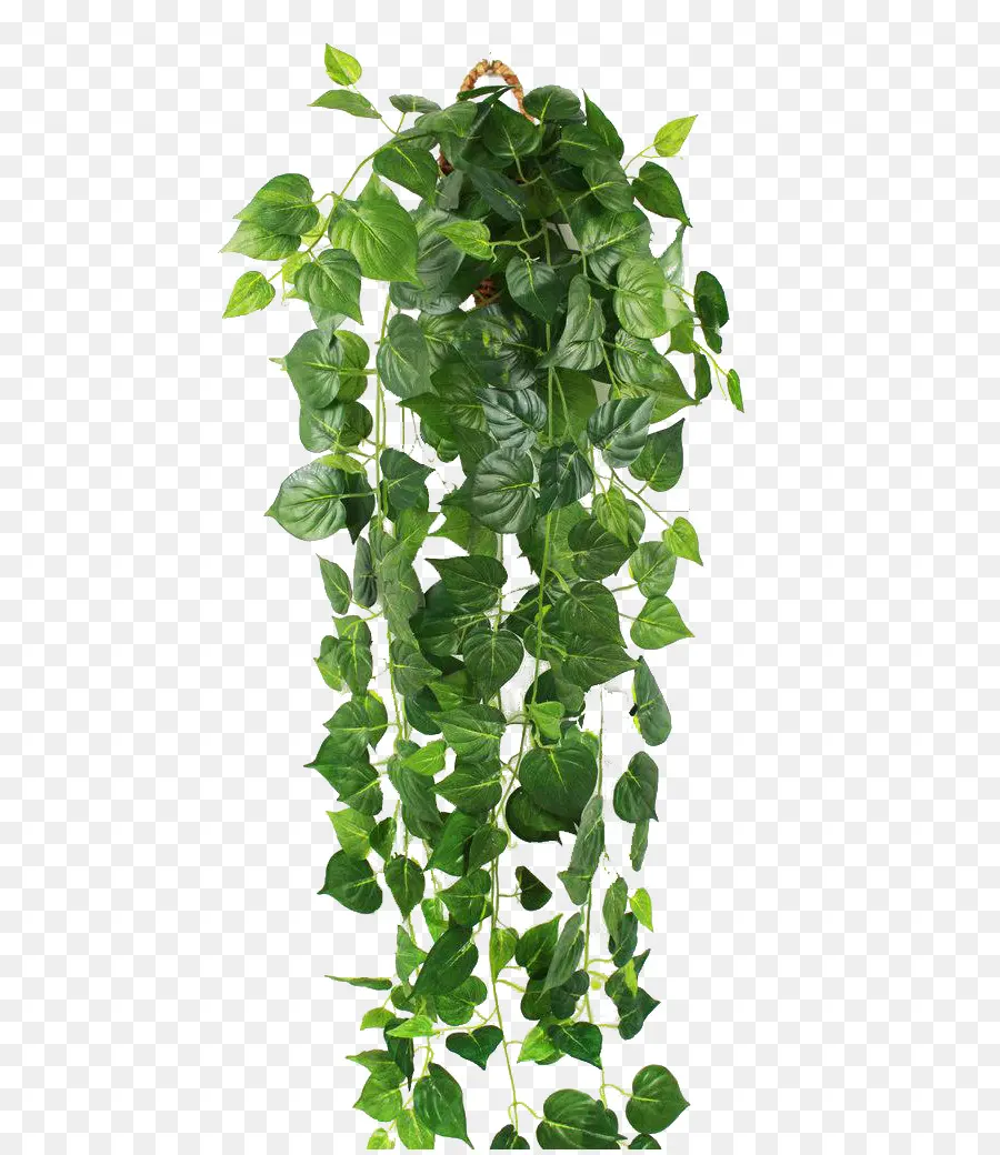 Planta Colgante，Verde PNG