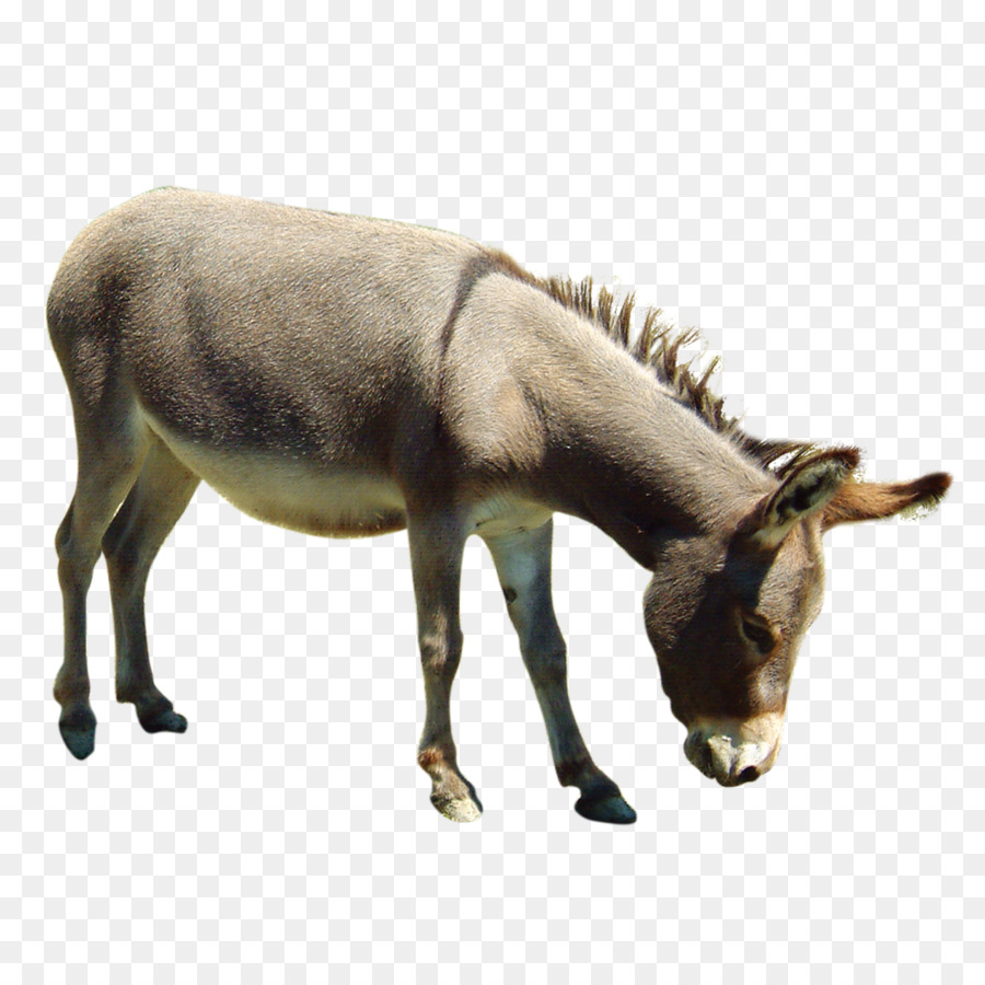 Burro，Granja PNG