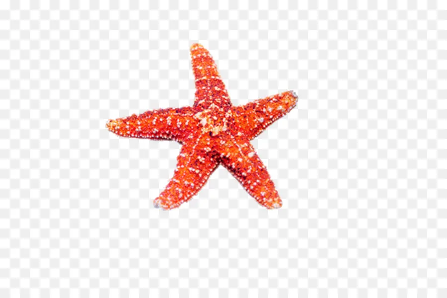 Estrella De Mar，Océano PNG