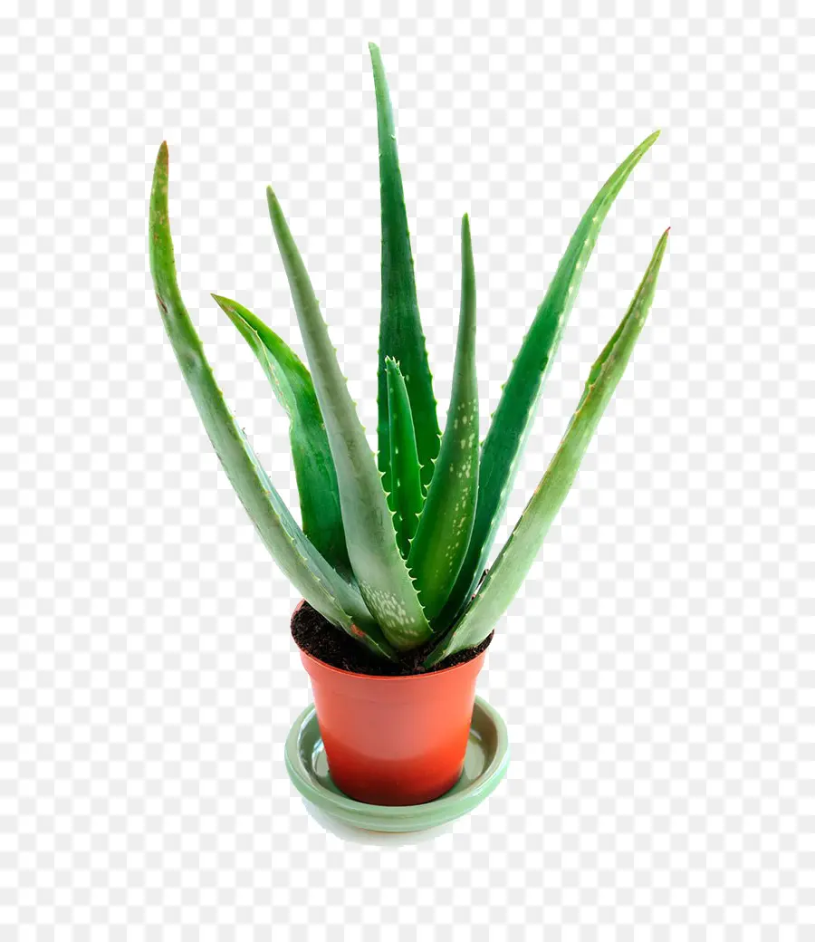 Aloe Vera，Fotografía De Stock PNG