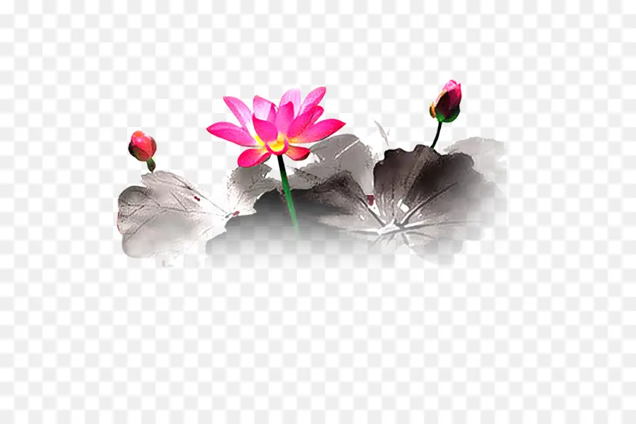 Flores De Loto，Rosa PNG