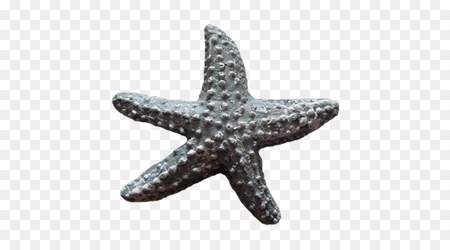 Estrella De Mar，Mar PNG