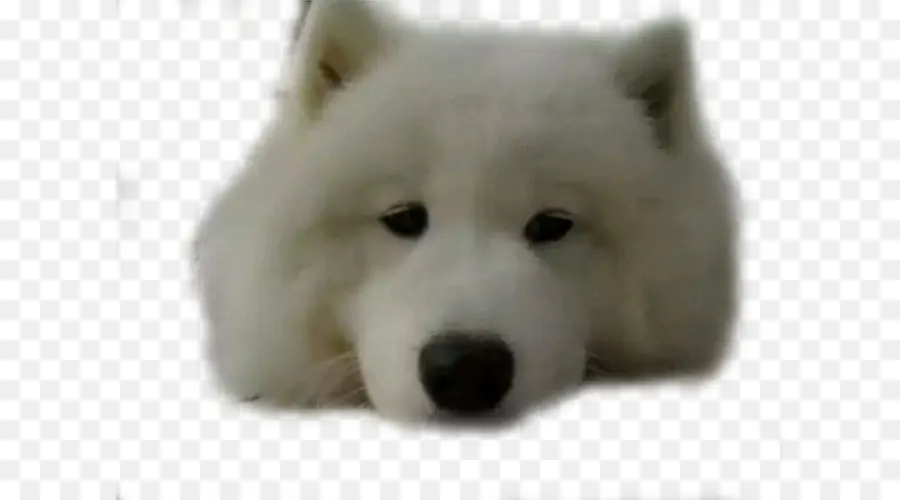 Sakhalin Husky，Perro Samoyedo PNG