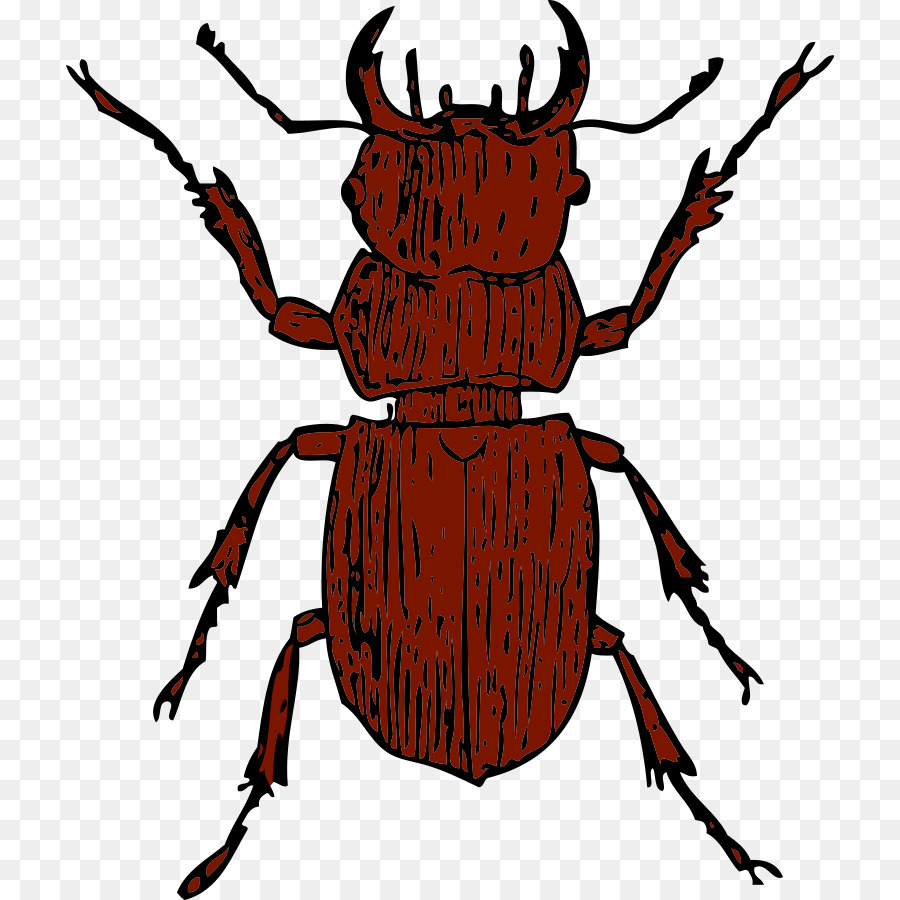 Escarabajo，Los Ciervos PNG