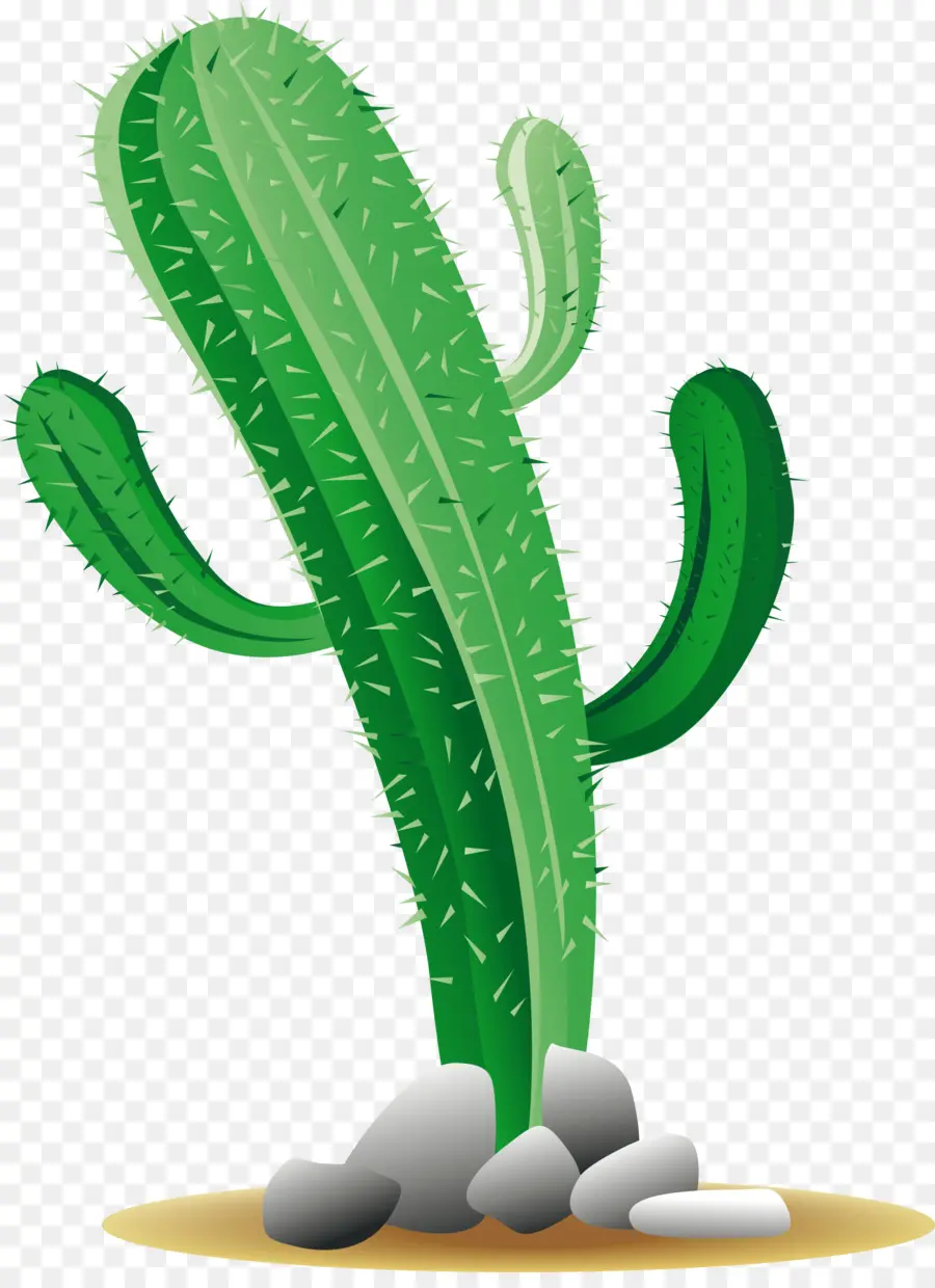 Cactaceae，Descargar PNG