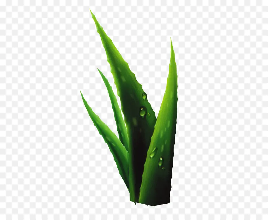 Aloe，Planta PNG