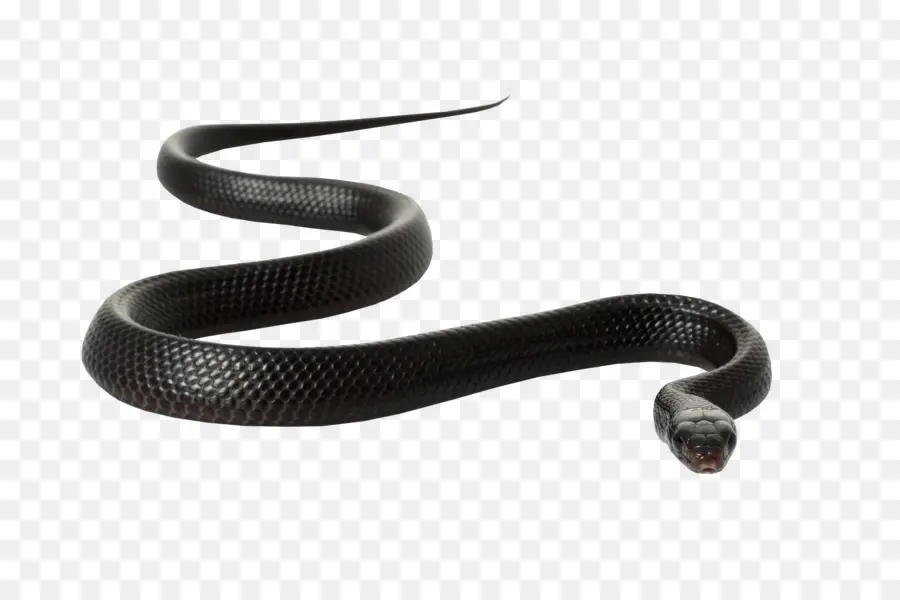 La Serpiente，Rata Negra Serpiente PNG