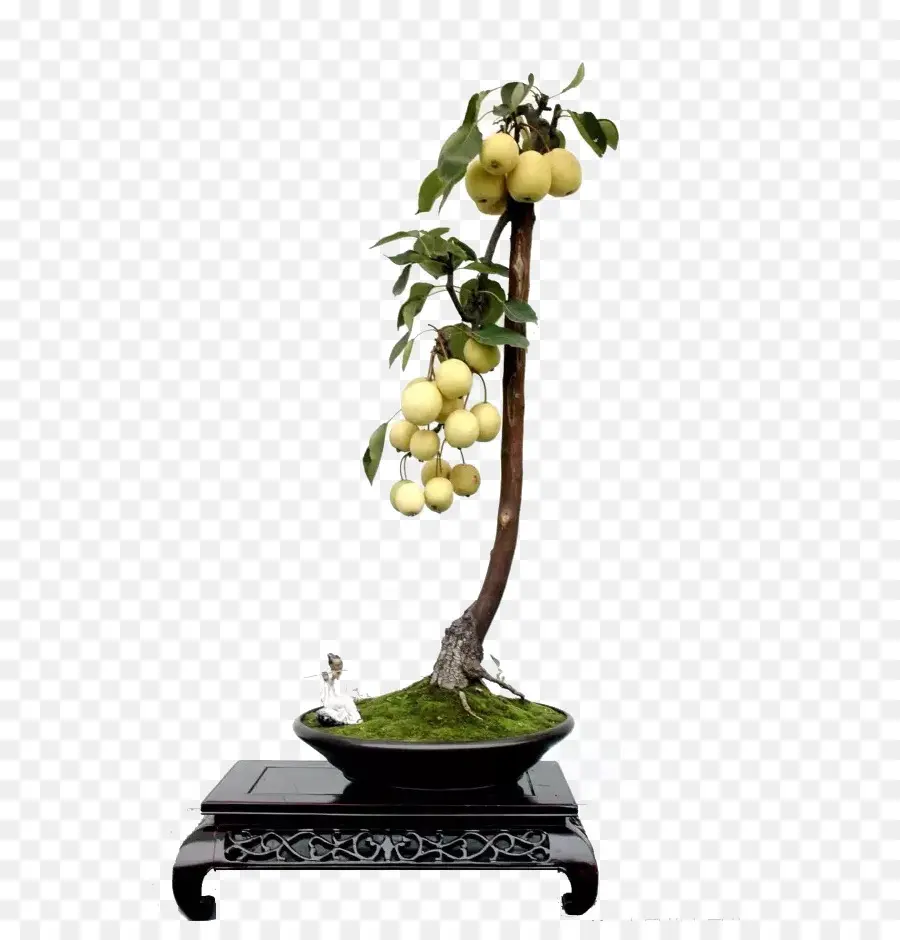 Árbol Bonsái，Fruta PNG