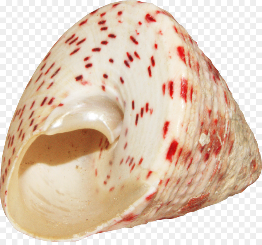 Concha，La Concha PNG