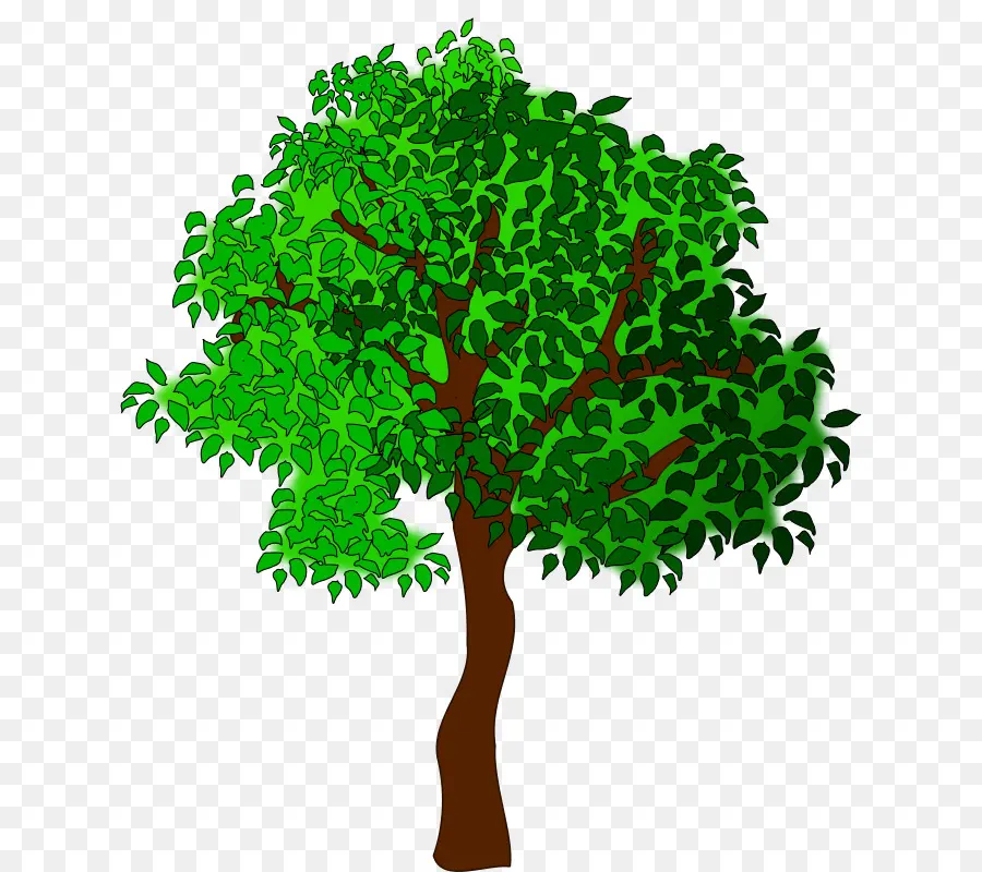 árbol Verde，Árbol PNG