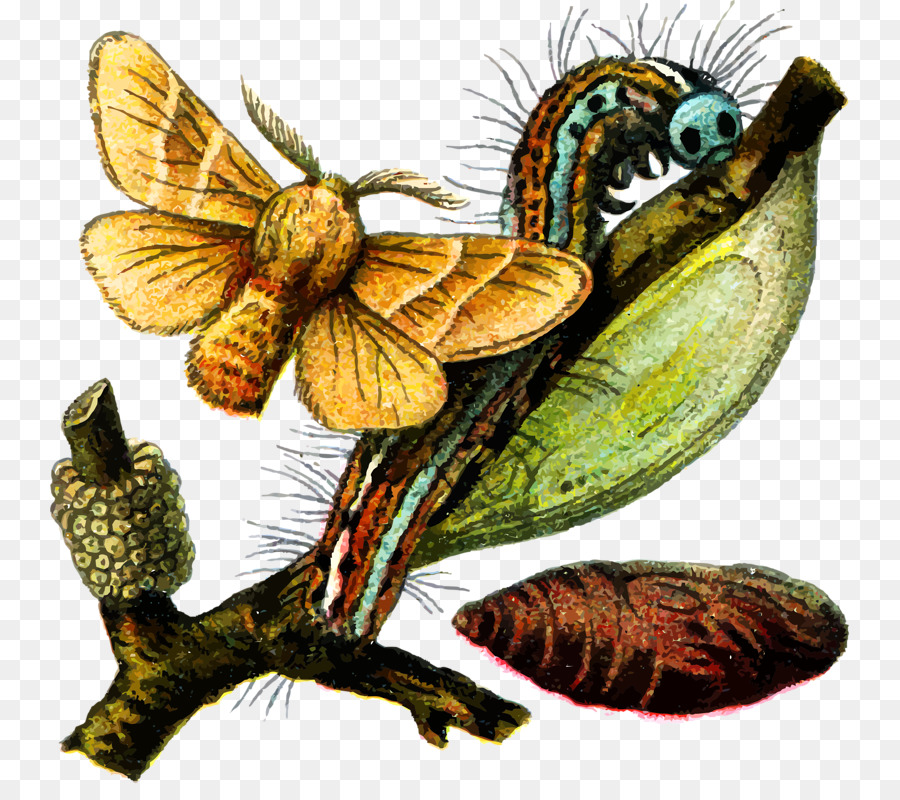 Mariposa，Nymphalidae PNG