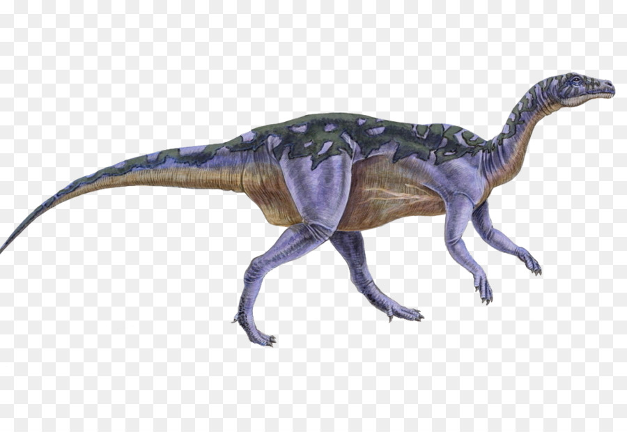 Camptosaurus，Ornithopod PNG