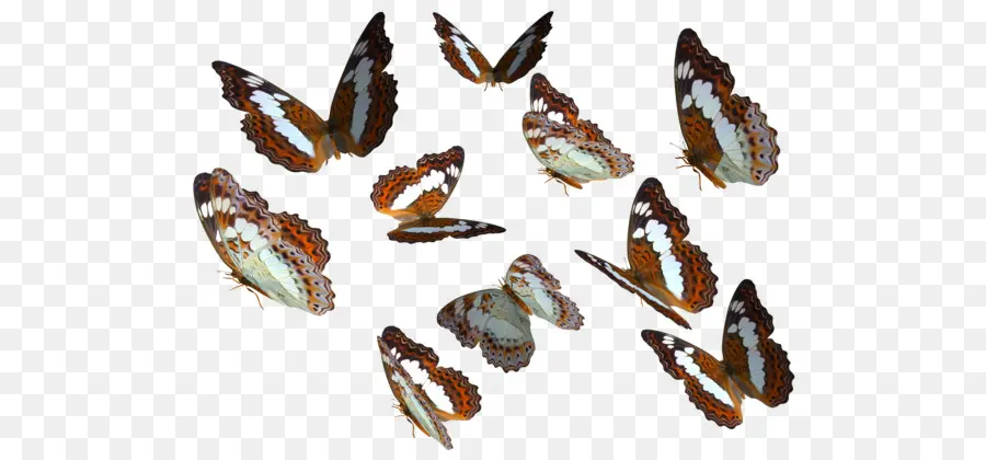 Mariposas，Vuelo PNG