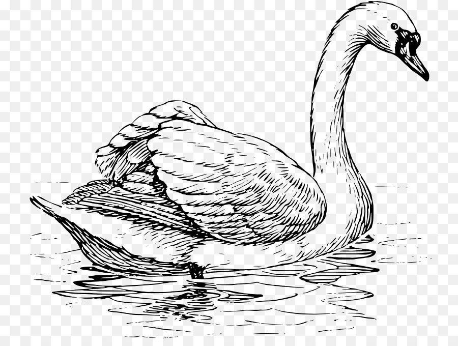 Cisnes Trompeteros，Cisne Negro PNG