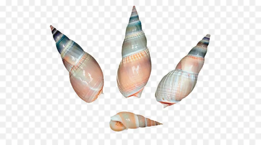 Concha，Caracol De Mar PNG