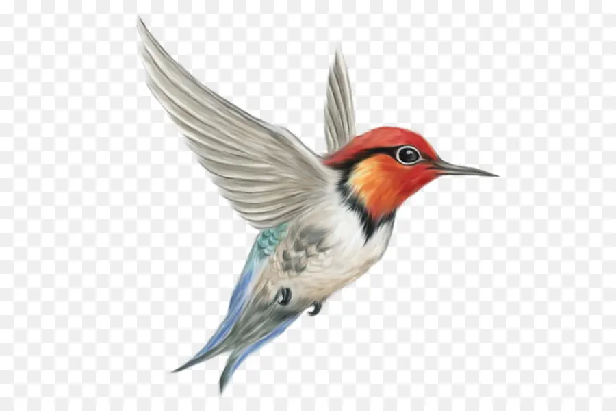 Colibrí，Vuelo PNG