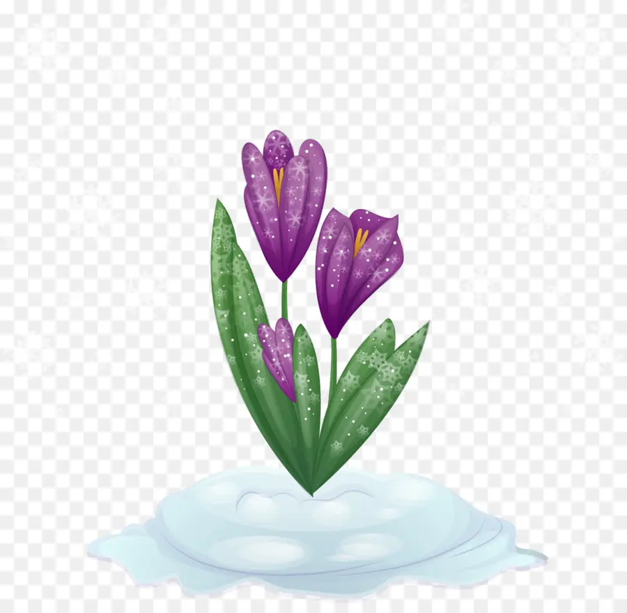 Púrpura，Tulip PNG