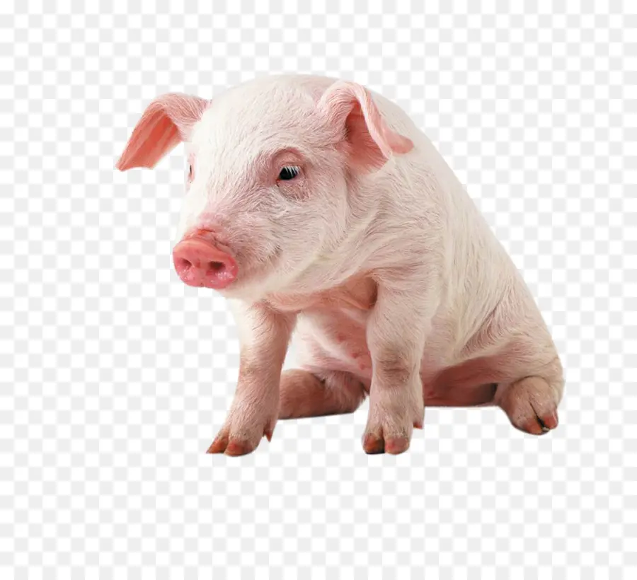 Vietnamita Potbellied，Miniatura De Cerdo PNG